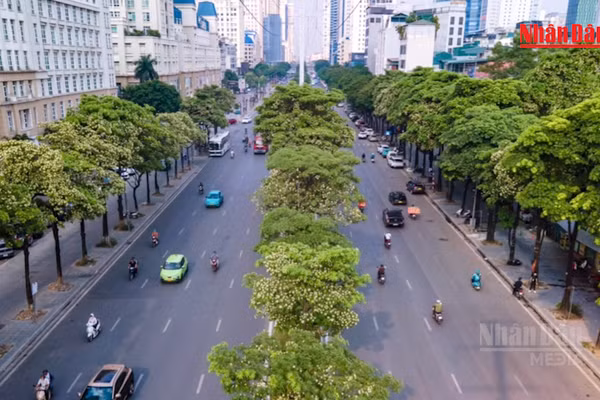 [Video] Hà Nội bắt đầu cắt tỉa chùm hoa của gần 1.000 cây hoa sữa