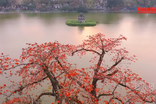 [Video] Hà Nội cấm trồng 18 loài cây