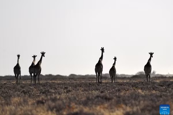 Hươu cao cổ dạo chơi trong Vườn quốc gia Etosha ở Namibia. (Ảnh minh họa: XINHUA)