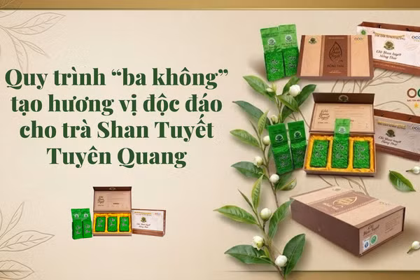 Quy trình “ba không” tạo hương vị độc đáo cho trà San Tuyết Tuyên Quang