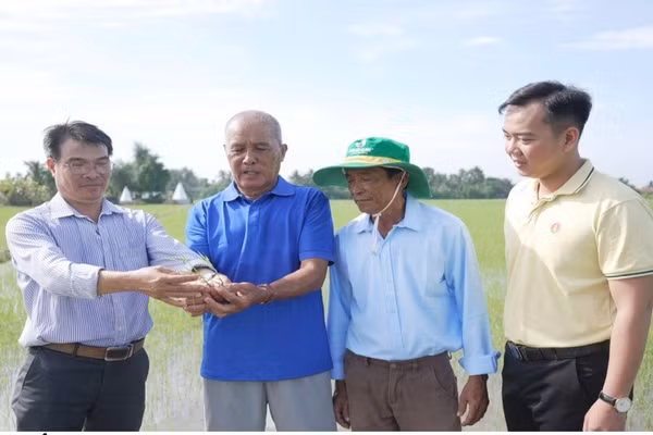 Ông Lê Văn Trạng (Tây Ninh) học hỏi "Bí kíp vàng" từ Phân bón Cà Mau trong canh tác lúa hiệu quả. (Ảnh: Đạm Cà Mau)