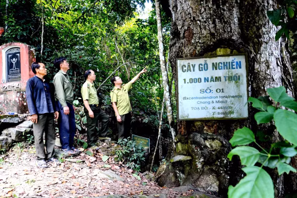 Cụ nghiến nghìn tuổi, được công nhận là Cây di sản Việt Nam, ở Cốc Ly, xã Bảo Nhai (Lào Cai).