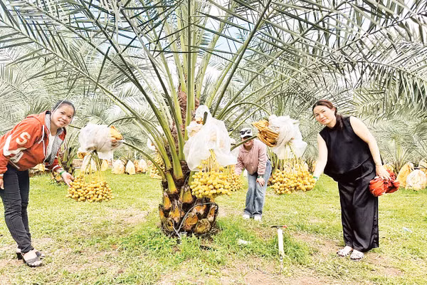 Vào mùa trái chín, vườn chà là của ông Nguyễn Hữu Điền thu hút hàng trăm người đến tham quan. Ảnh: XUÂN TRUNG