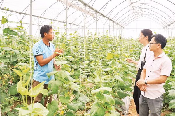 Nhiều thanh niên đã khởi nghiệp thành công với mô hình sản xuất rau công nghệ cao. Ảnh VĂN HỌC