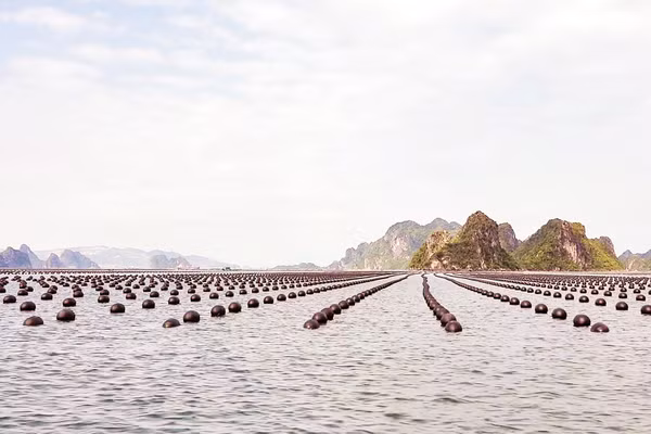 Nuôi hàu trên vùng biển Quảng Ninh. Ảnh: Lê San