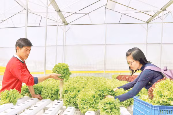 Lâm Đồng tích cực xây dựng các mô hình sản xuất rau công nghệ. Ảnh: VĂN BẢO