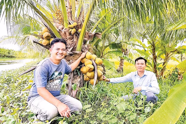 Anh Võ Quốc Khởi (bên trái) trong vườn dừa của gia đình. Ảnh: Kiều Nương