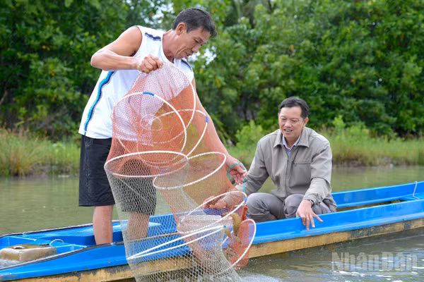 Đổ lú thu hoạch tôm quảng canh cải tiến của nhà nông xã Tân Thuận, tỉnh Cà Mau. (Ảnh: HỮU TÙNG)