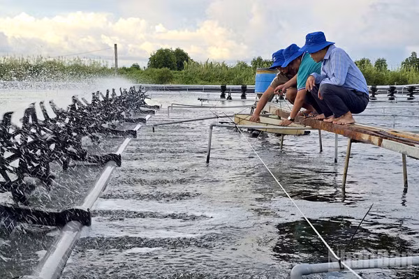 Quạt nước gạt đập liên hồi tạo nên những luồng bọt bồng bềnh trắng xóa trên mặt ao là đặc trưng tại các vùng nuôi tôm trọng điểm tỉnh Cà Mau. (Ảnh HỮU TÙNG)