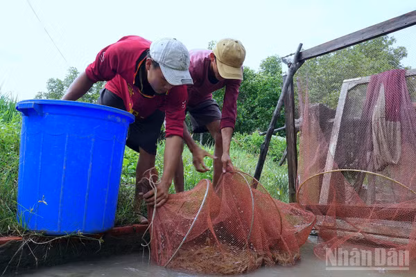 Nông dân Cà Mau phấn khởi thu hoạch tôm đạt chất lượng tại cống xổ tôm, bảo đảm tiêu chuẩn chất lượng cung ứng cho các chuỗi liên kết. (Ảnh: HỮU TÙNG)