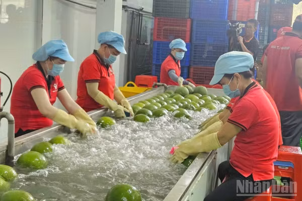 Nông dân trong một dây chuyền chế biến trái cây xuất khẩu. (Ảnh: NGUYỄN PHƯỢNG)