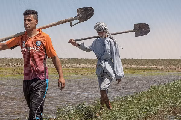 Cải tạo đất - yếu tố sống còn đối với môi trường sinh thái Iraq. 