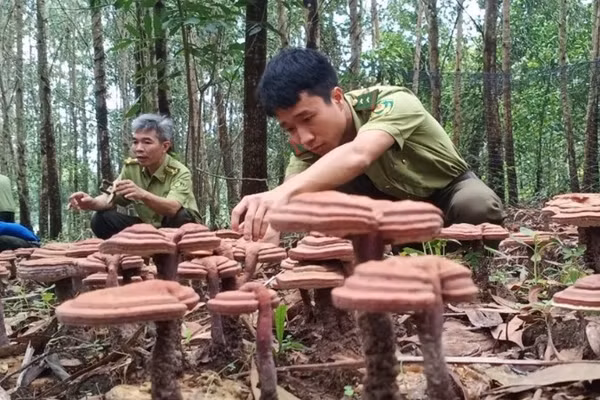 Mô hình trồng thử nghiệm linh chi dưới tán rừng tại Ban Quản lý rừng phòng hộ Xuân Lộc. 