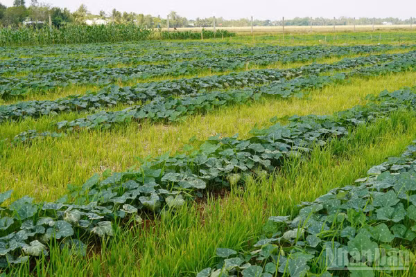 Ruộng lúa ở xã Tài Văn, thành phố Cần Thơ được chuyển sang trồng màu trong mùa khô. 