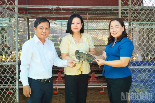 Bà Đỗ Thị Bích Phượng (áo xanh), Phó Bí thư Thường trực Đảng ủy xã Tân Bình thăm Hợp tác xã Ngũ Thường Mekong triển khai thêm mô hình nuôi gà tre thương phẩm. (Ảnh: VĂN ÚT)