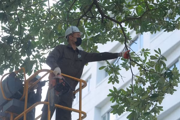 Lực lượng chức năng sử dụng xe nâng chuyên dụng để cắt tỉa hoa sữa. (Ảnh: Lê Khánh)