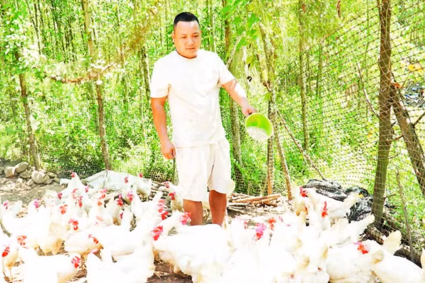 Mô hình nuôi gà Ai Cập lấy trứng của anh Nguyễn Thành Tuân đang mang lại nhiều tiềm năng.
