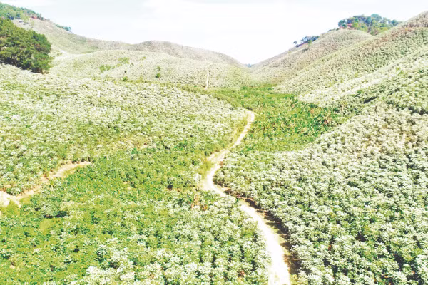 Những đồi cà-phê ở Sơn La.