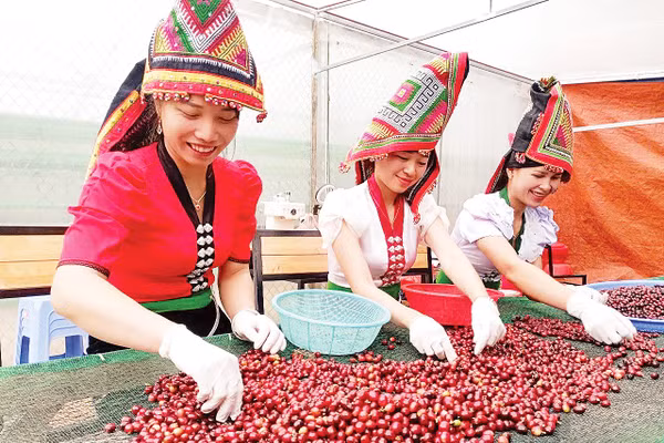 Thu hoạch quả cà-phê tại Hợp tác xã Cà-phê Bích Thao.