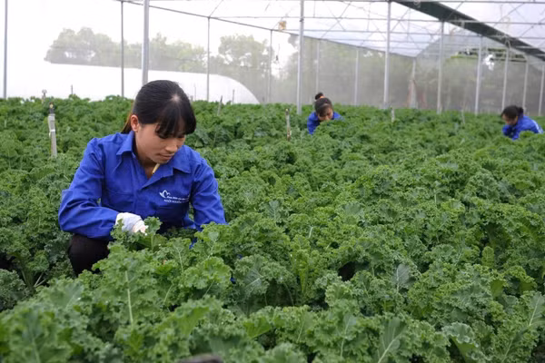 Chăm sóc cải xoăn hữu cơ trong nhà màng tại trang trại Hoa Viên, xã Yên Xuân, Hà Nội. (Ảnh: HOA VIÊN)