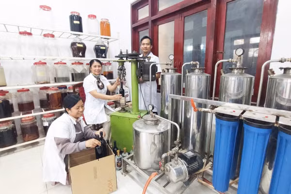 Cán bộ kỹ thuật Viện Nghiên cứu Bông và Phát triển Nông nghiệp Nha Hố làm chủ công nghệ sản xuất, chế biến nho và táo.