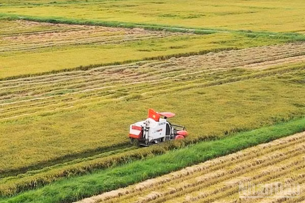 Nông dân Xuân Bồ, xã Lệ Thủy, tỉnh Quảng Trị khẩn trương thu hoạch lúa hè thu. (Ảnh: HƯƠNG GIANG)