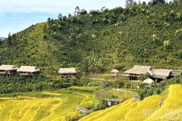 Mùa vàng ở Bản Liền, Lào Cai. (Ảnh: THANH SƠN)