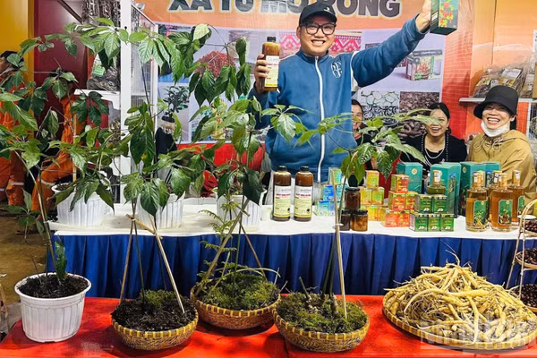Nhiều nhà vườn, doanh nghiệp trưng bày, trình diễn sâm Ngọc Linh tại lễ hội. (Ảnh: ĐÔNG HUYỀN)