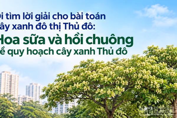 "Hoa sữa không có tội, do người trồng không đúng". (Ảnh có yếu tố AI)