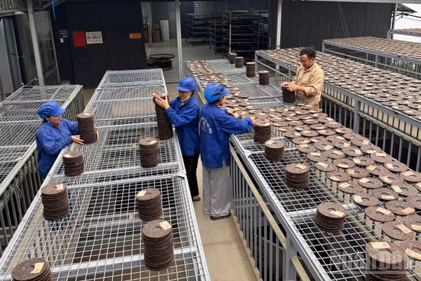 Nông dân sản xuất trà ép bánh "made in Vietnam". (Ảnh: THU HÀ)