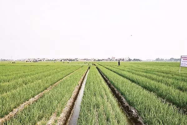 Cánh đồng trồng hành ở xã Nam An Phụ (Hải Phòng) cho thu nhập cao.