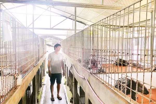 Dự án ứng dụng khoa học kỹ thuật nuôi nhím bờm theo hướng sản xuất hàng hóa tại xã Vị Xuyên do Hợp tác xã Tấn Đạt chủ trì, triển khai.