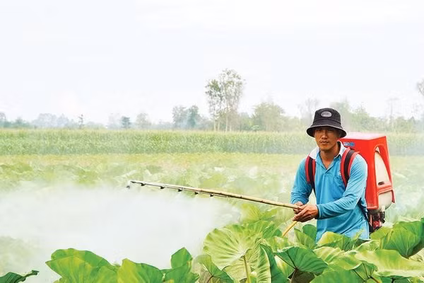 Nông dân chăm sóc cây khoai môn trong vùng sản xuất mùa nước nổi ở Hội An Đông.