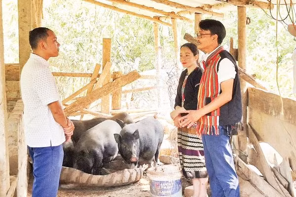 Anh Hồ Văn Thằn (phải) chia sẻ cách chăm sóc, phòng dịch bệnh cho đàn lợn giống bản địa tại khu chuồng trại của gia đình.
