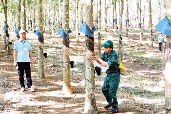 Công nhân Mùa A Sùng, Đội cao su Tuần Giáo thực hành cạo mủ tại vườn cây trong cuộc thi.