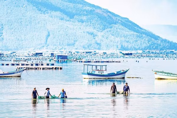 Ngư dân lội qua vùng nước cạn mang những “chiến lợi phẩm” vào bờ, nơi các thương lái đang chờ để thu mua.