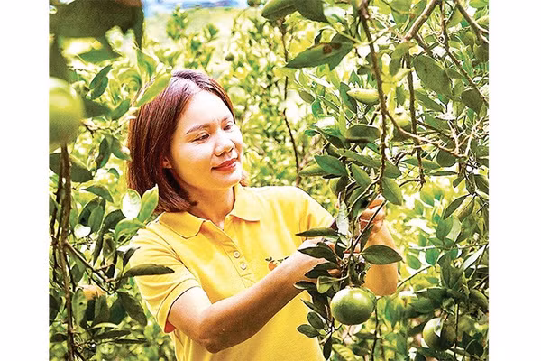 Giám đốc Hợp tác xã 3T Farm Cao Phong Vũ Thị Lệ Thủy chăm sóc cam tại trang trại.