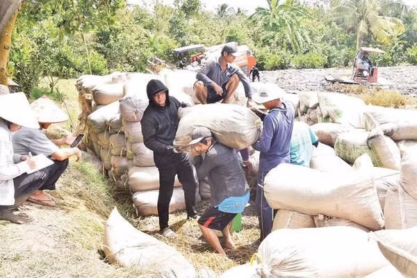 Nông dân xã Mỹ Thành (tỉnh Đồng Tháp) tiêu thụ lúa qua kênh thương lái.