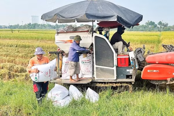 Hơn 98% diện tích lúa mùa tại thành phố Bắc Ninh được thu hoạch bằng máy gặt đập liên hợp.