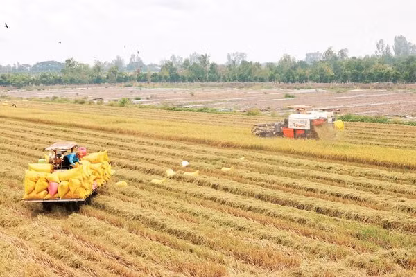 Đồng bộ cơ giới hóa trong sản xuất lúa giúp các thành viên Hợp tác xã nông nghiệp Phát Tài, xã Châu Thành, tỉnh Vĩnh Long tăng thu nhập.