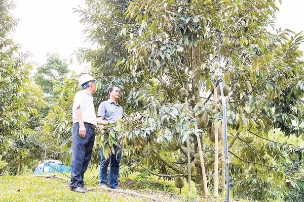 Đà Nẵng triển khai chuyển đổi số tại các nhà vườn, trang trại theo từng xã, phường.