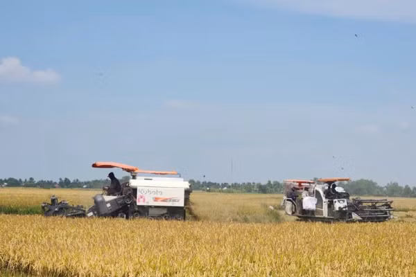 Nông dân tỉnh An Giang thu hoạch lúa trong vùng thực hiện Đề án chuyên canh lúa chất lượng cao và phát thải thấp. (Ảnh: QUỐC TRINH)