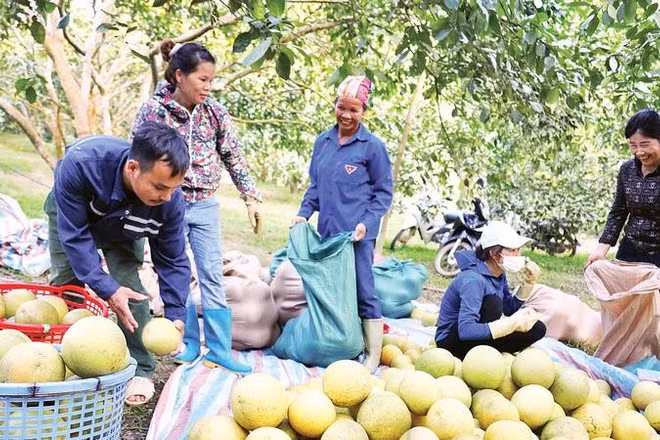 Người dân xã Xuân Vân thu hoạch bưởi Soi Hà.