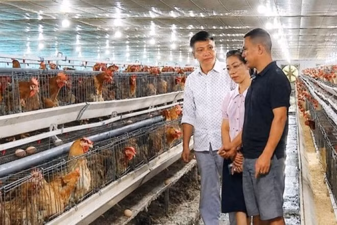 Bắc Ninh phát triển chăn nuôi gà quy mô trang trại. (Ảnh: NGỌC QUANG)