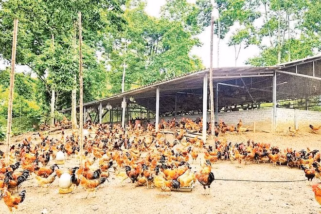 Mô hình nuôi gà dưới tán cây dổi của Hợp tác xã Dịch vụ thương mại Chí Thiện (xã Quyết Thắng) cho hiệu quả kinh tế khá với hàng nghìn con gà thịt được xuất mỗi năm.