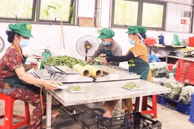 Đóng gói rau sạch tại Hợp tác xã Nông sản sạch Bảo An.