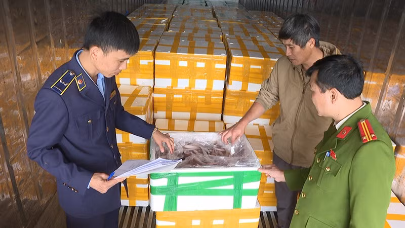 Lực lượng chức năng ở Thanh Hóa kiểm tra, phát hiện cá khoai được bảo quản bằng formol.