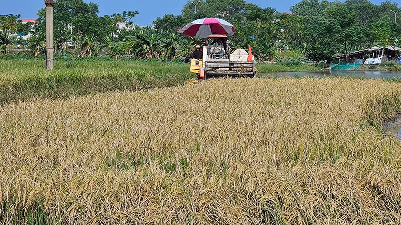 Máy gặp đập liên hợp thu hoạch lúa trên đồng đất phường Quảng Phú, tỉnh Thanh Hóa.
