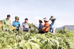 Hướng dẫn người dân trồng, chăm sóc cây dược liệu atiso tại Lào Cai.