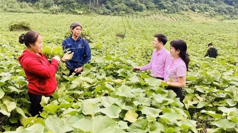 Cán bộ tín dụng của Ngân hàng Chính sách xã hội tỉnh Phú Thọ hướng dẫn người dân sử dụng vốn vay đầu tư đúng mục đích, hiệu quả.